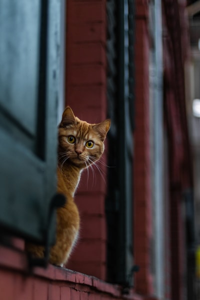 猫的选择性聚焦摄影